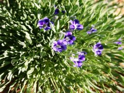 Aptosimum indivisum