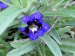 Aptosimum lineare var. lineare flower