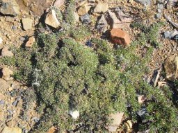 Aptosimum procumbens leaf carpet