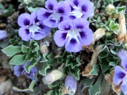 Aptosimum procumbens flowers