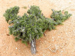 Aptosimum spinescens