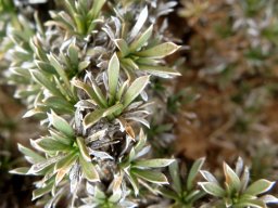 Aptosimum spinescens leaves