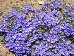 Aptosimum procumbens in flower