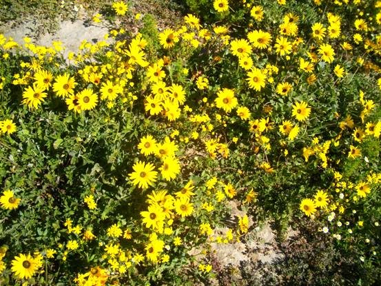 Arctotheca calendula almost covering the ground