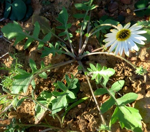Arctotheca calendula leaves