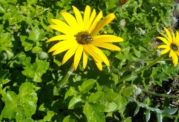 Arctotheca calendula 