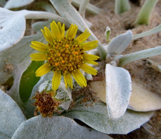 Arctotheca populifolia flowerhead