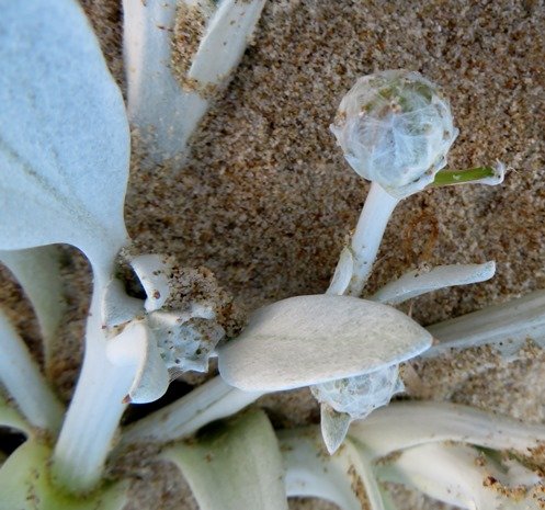 Arctotheca populifolia bud of a flowerhead