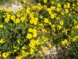 Arctotheca calendula almost covering the ground