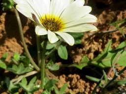 Arctotheca calendula flowerhead