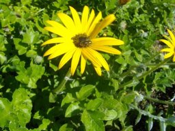 Arctotheca calendula 