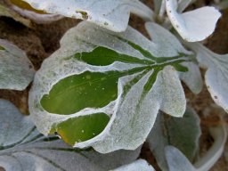 Arctotheca populifolia leaf cover disappearing