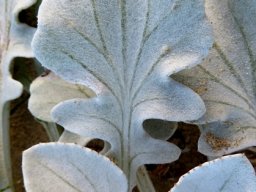 Arctotheca populifolia leaves and venation