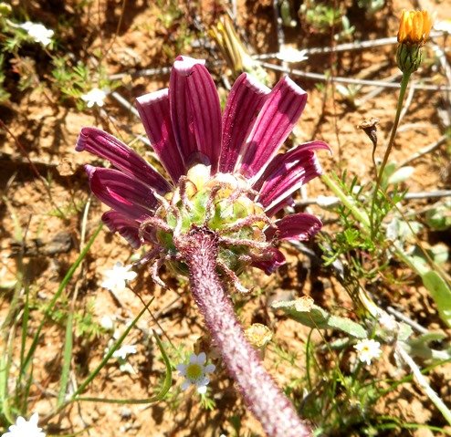 Arctotis acaulis back view