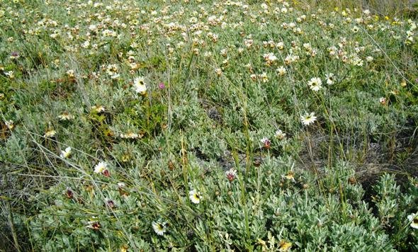 Arctotis stoechadifolia