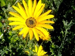 Arctotis incisa flowerhead in spring