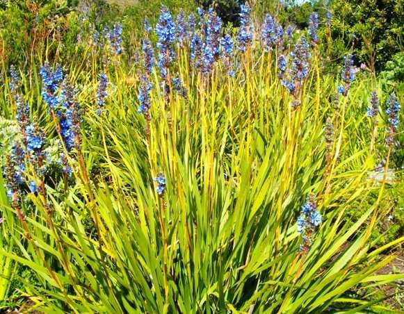 Aristea capitata
