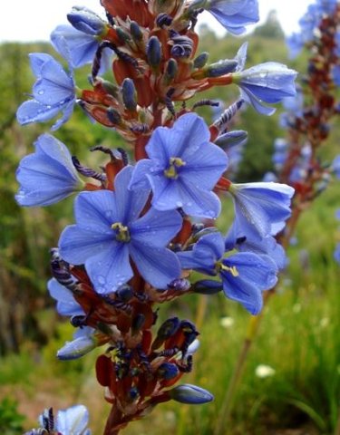 Aristea capitata flowers after rain