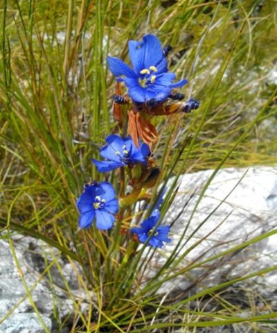 Aristea juncifolia