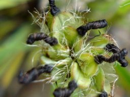 Aristea africana fruit and corolla remains