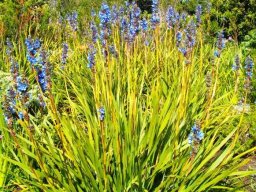 Aristea capitata