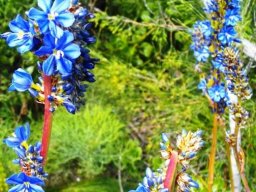 Aristea capitata flower stems