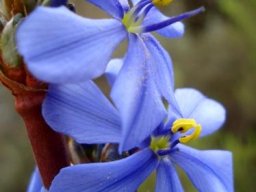 Aristea capitata flower close-up