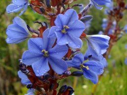 Aristea capitata flowers after rain