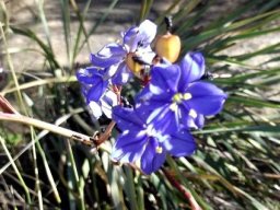 Aristea inaequalis