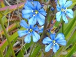 Aristea africana