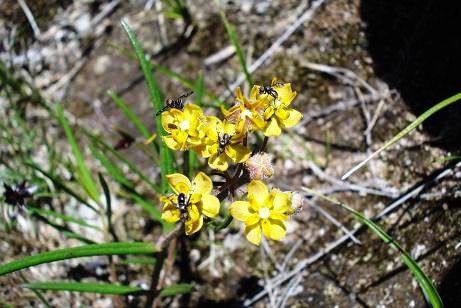 Asclepias aurea