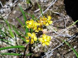 Asclepias aurea