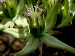Asclepias eminens spreading corolla