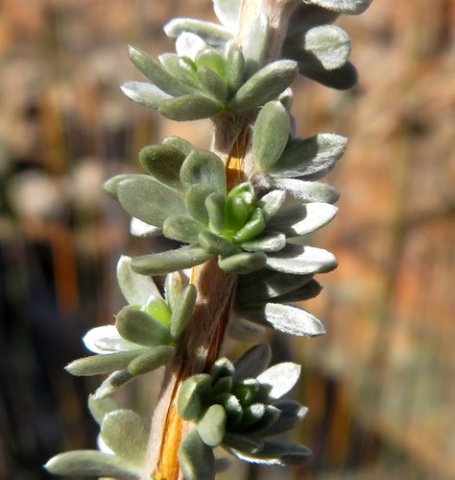 Aspalathus acocksii leaves