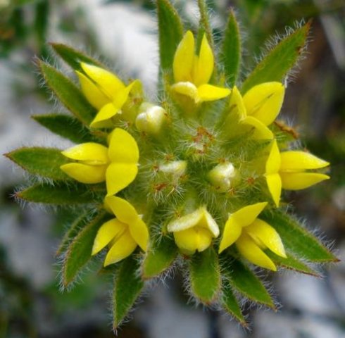 Aspalathus aspalathoides flowerhead from above