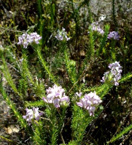Aspalathus cephalotes subsp. violaceae