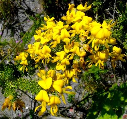 Aspalathus excelsa blooming