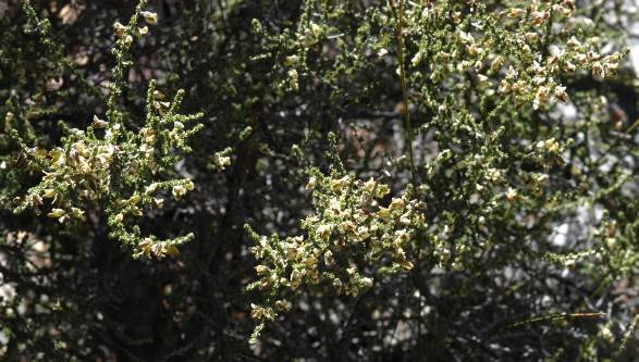 Aspalathus granulata