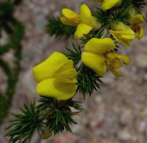 Aspalathus hirta flowers