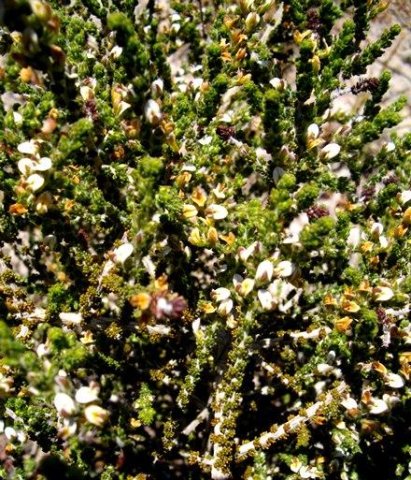 Aspalathus hispida flowers