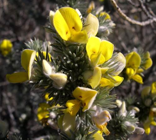 Aspalathus hystrix leaves and flowers