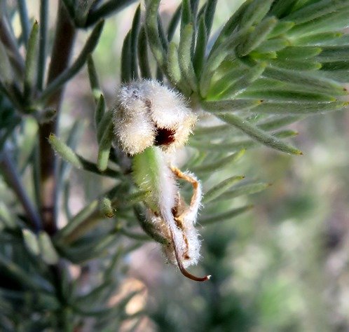 Aspalathus kougaensis young pod