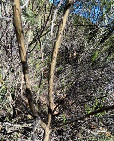 Aspalathus kougaensis woody stems