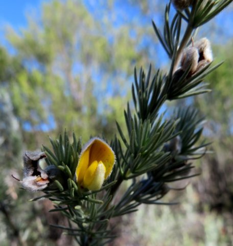 Aspalathus kougaensis