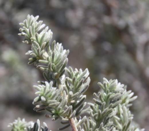 Aspalathus pedunculata leaves