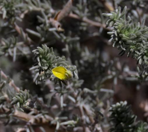 Aspalathus pedunculata flower