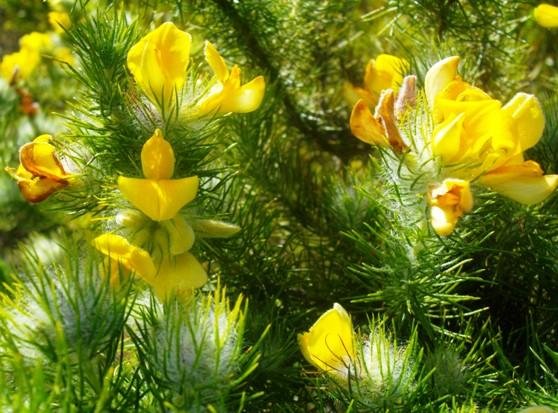 Aspalathus asparagoides subsp. asparagoides