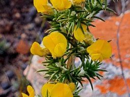Aspalathus aciphylla