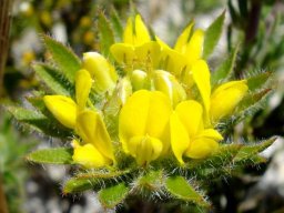 Aspalathus aspalathoides flowerhead from the side