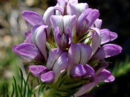 Aspalathus cephalotes subsp. violacea flowers